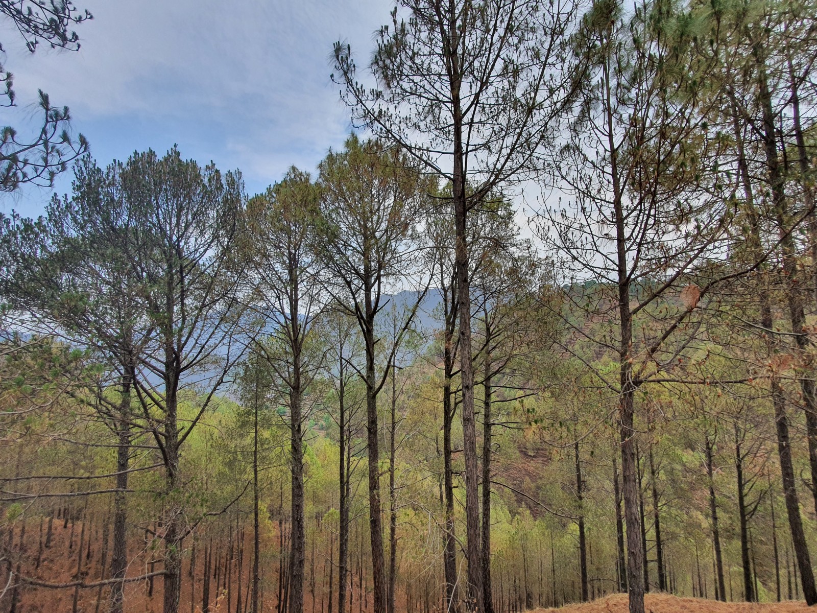 Souli Malli village, Pauri Garhwal