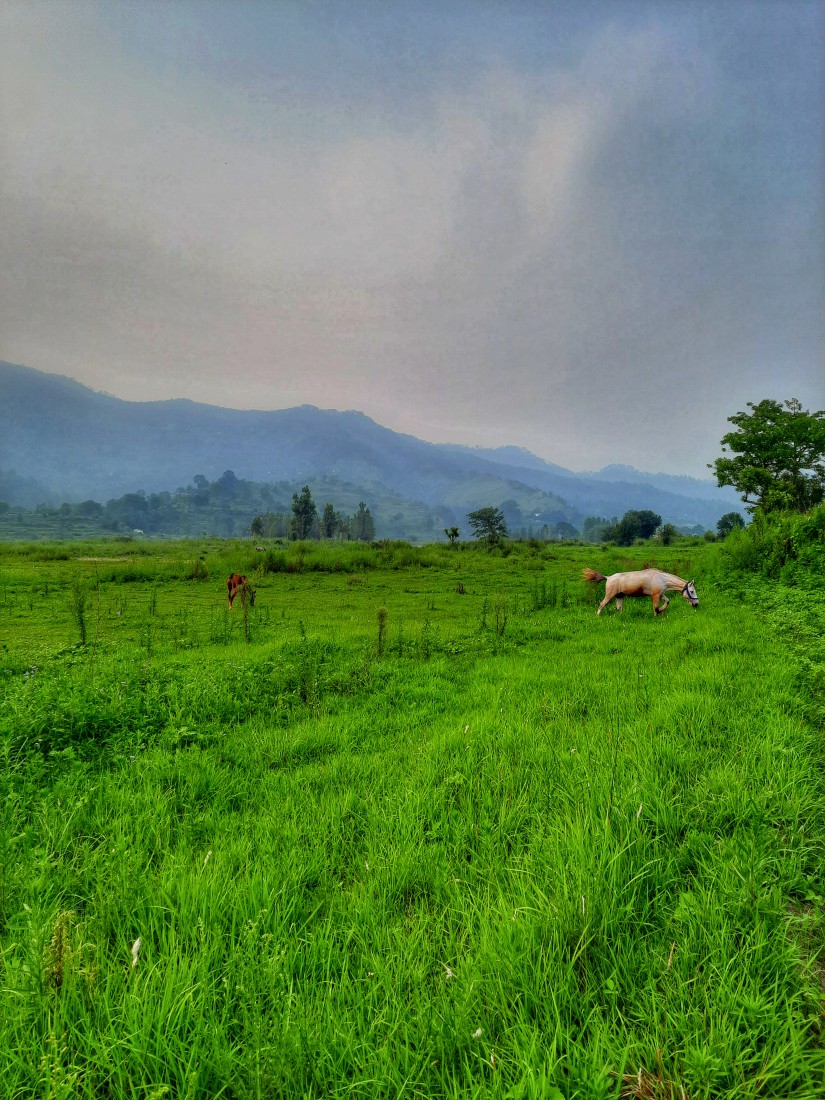 Bhatkote village, Almora