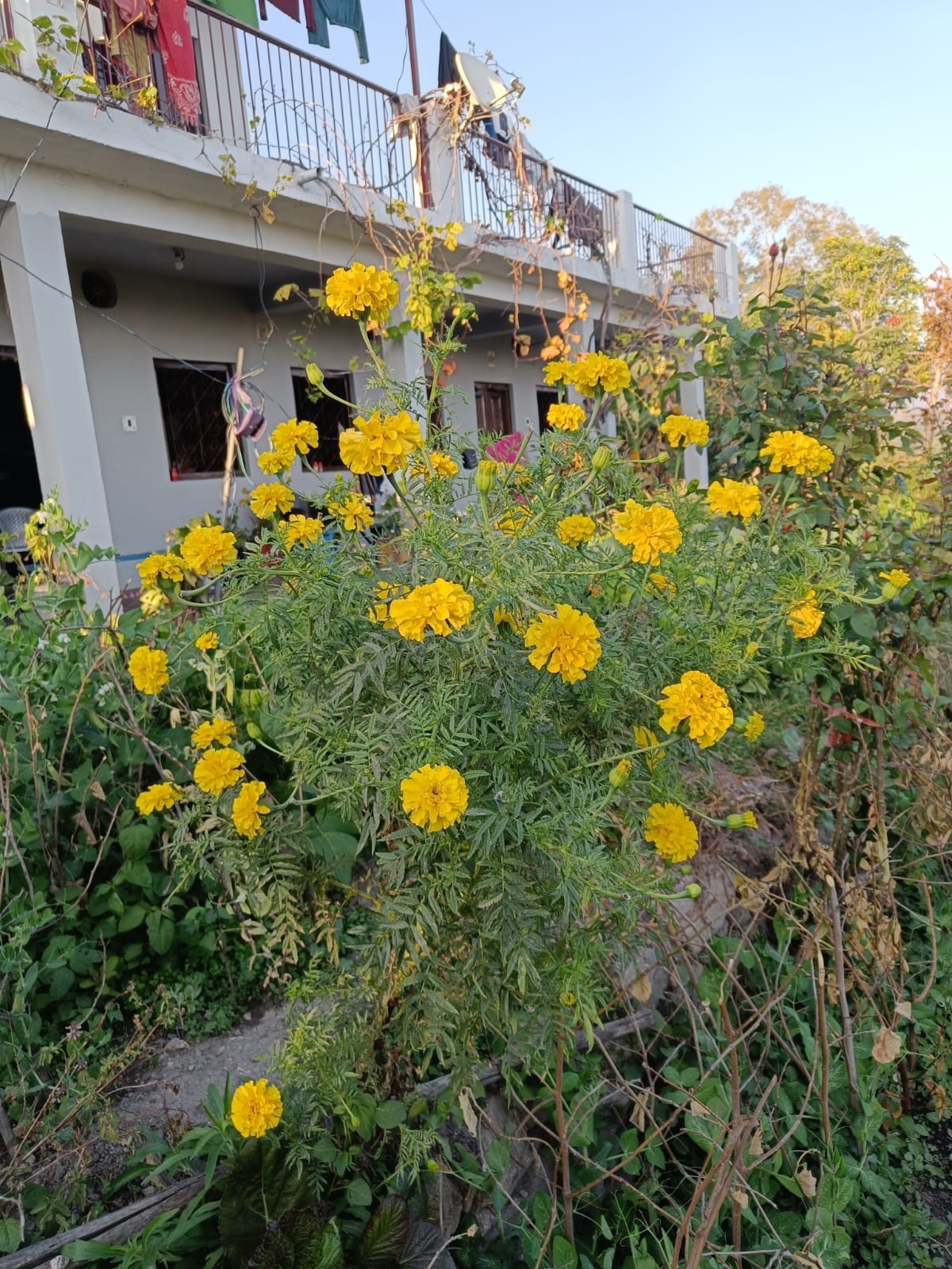 Kunthari village, Almora