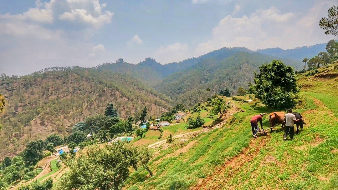 Malta village, Almora