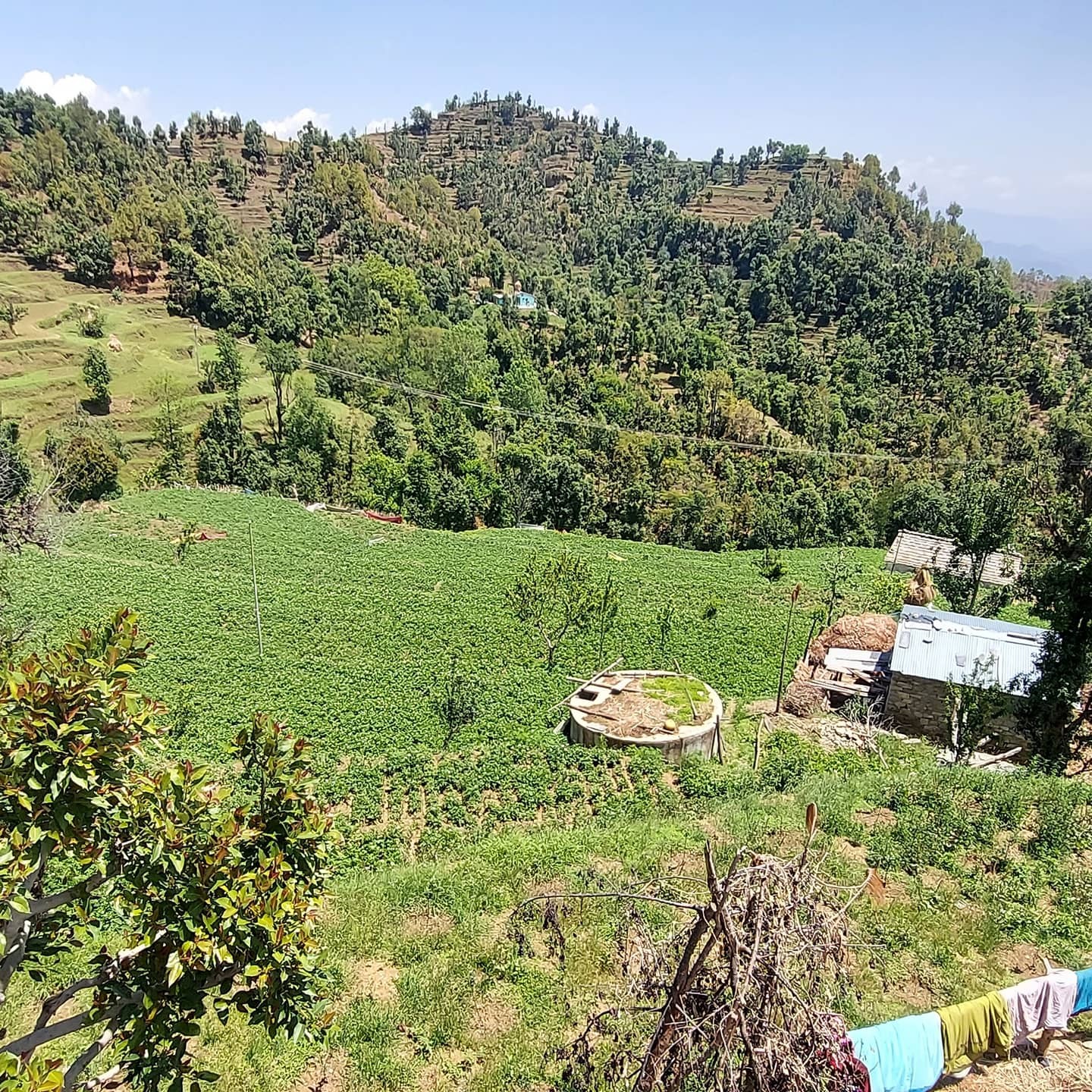 Surkhal village, Almora