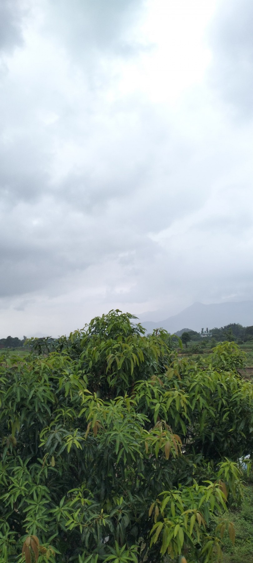 Pataliya village, Nainital